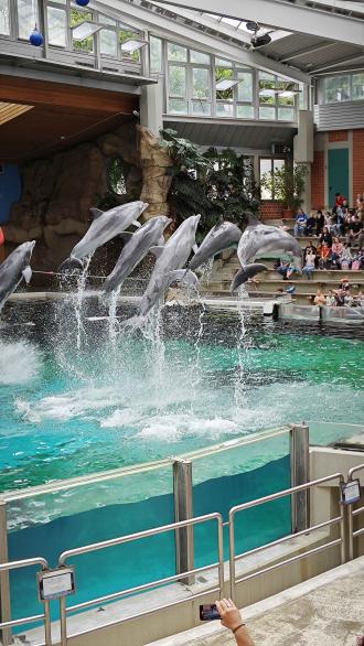 Auch die Delfin-Show im Zoo Duisburg durfte nicht fehlen